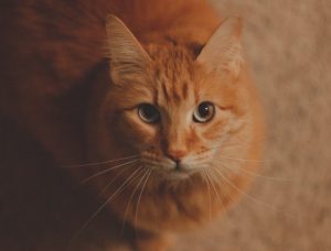 orangecat1